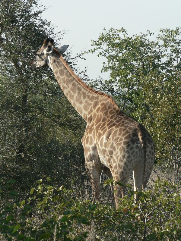 JAR 016zir.JPG - Kousek od něho žirafa